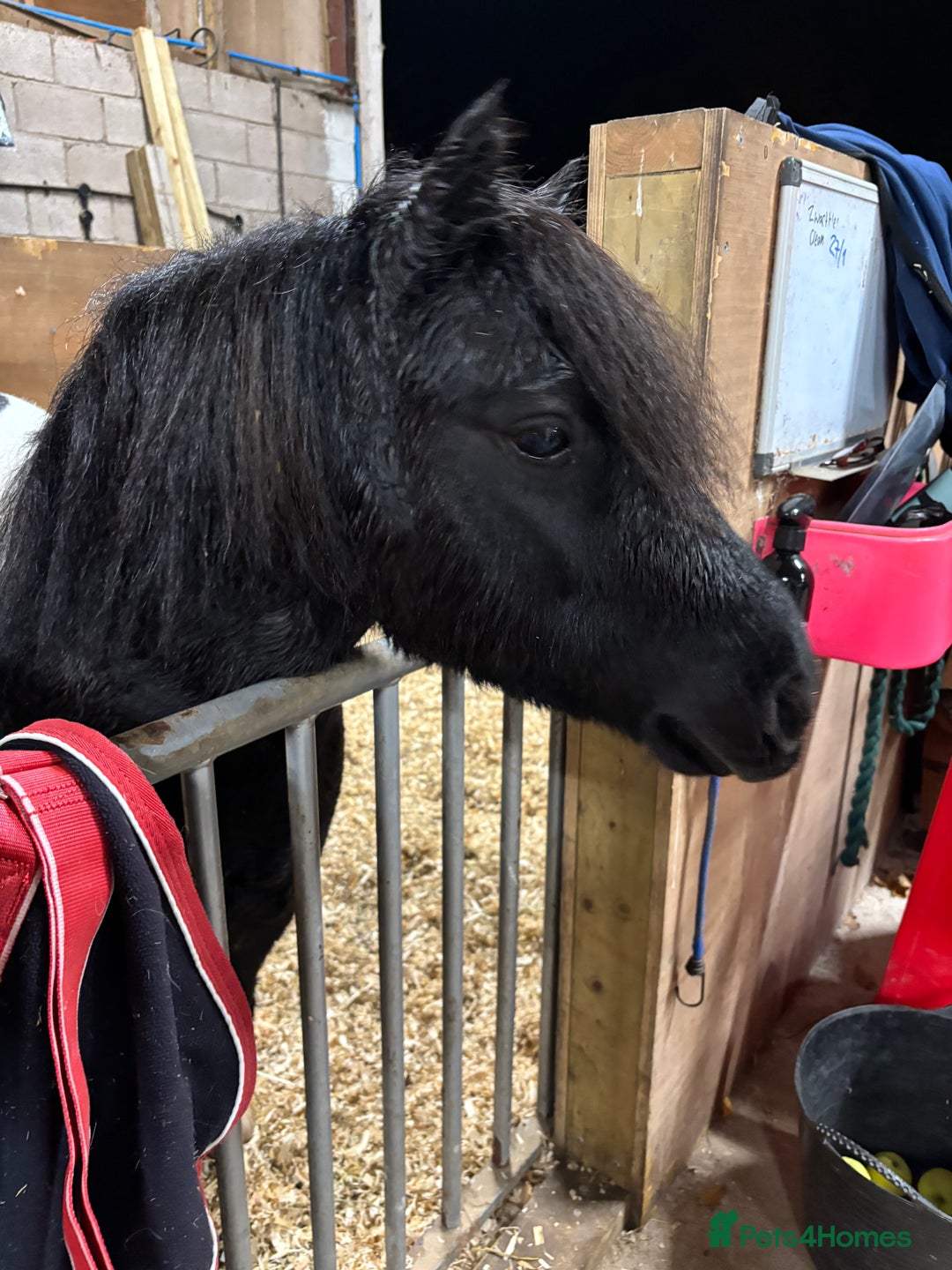 Shetland pony horses for sale: Registered Piebald miniature Shetland gelding  - Advert 2