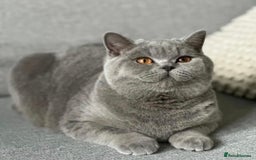 British Shorthair cats for sale: TOP QUALITY CHAMPION🏆 BRITISH SHORTHAIR KITTENS in Swadlincote - Image 12
