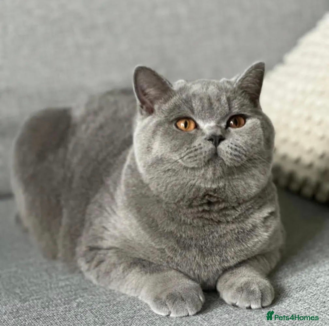 British Shorthair cats for sale: TOP QUALITY CHAMPION🏆 BRITISH SHORTHAIR KITTENS in Swadlincote - Image 12