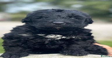 Bernedoodle dogs - Advert 2