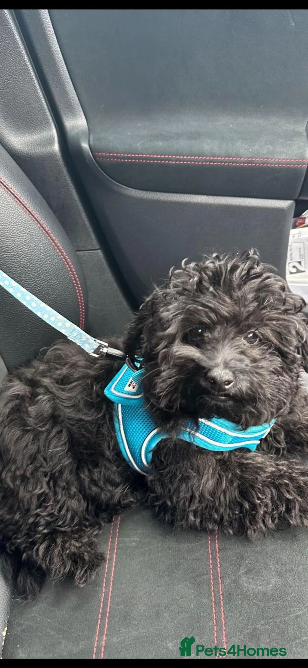Pomapoo dogs for sale: Loving home needed for a beautiful boy.  in Birmingham - Advert 4