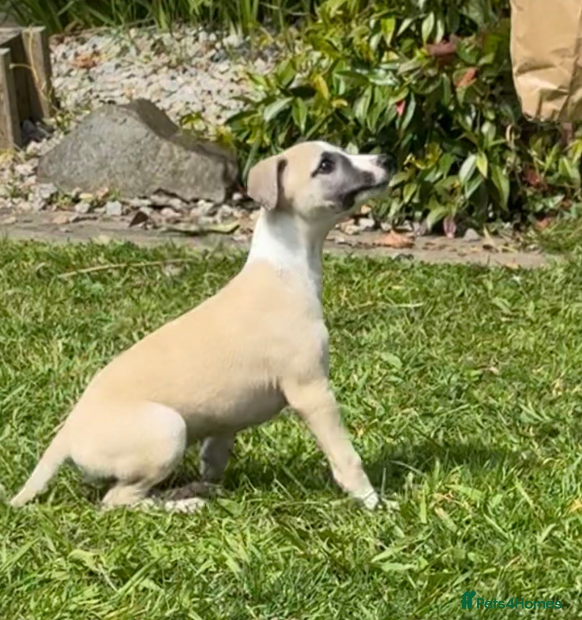 Whippet dogs Stunning Fawn Whippet Pups  - Advert 6