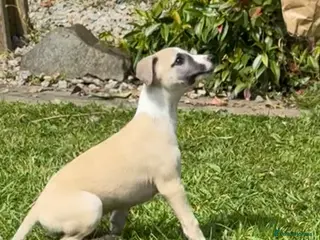 Whippet dogs Stunning Fawn Whippet Pups - Advert 6
