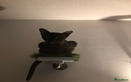 Burmese cats for sale: Beautiful blue Burmese kittens  - Image 3