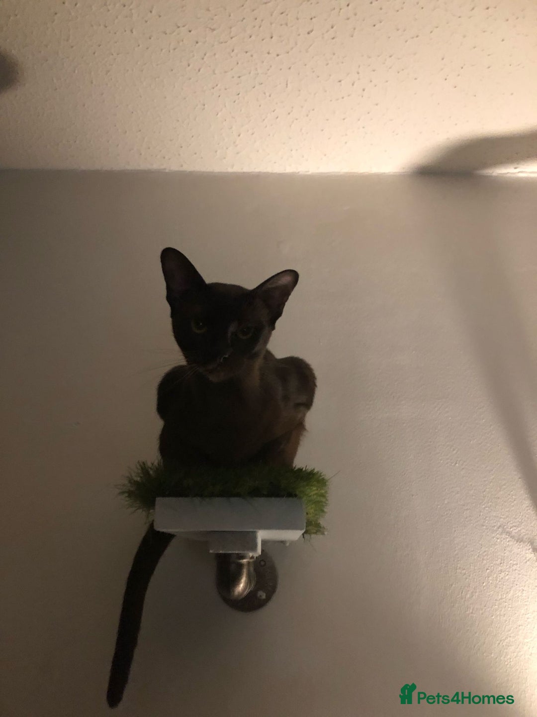Burmese cats for sale: Beautiful blue Burmese kittens  - Image 3
