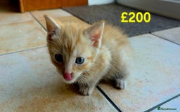 Mixed Breed cats for sale: 5 Adorable Kittens Ready for New Homes 🐾 - Image 1