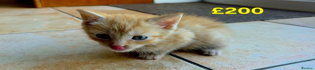 Taby