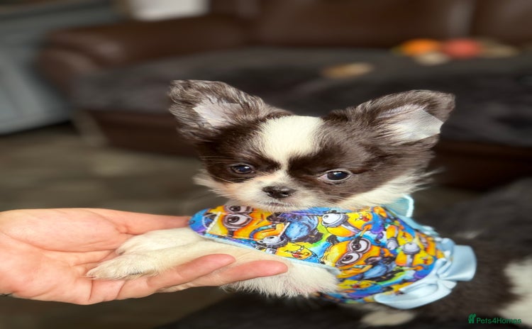 Chihuahua dogs - Advert 1