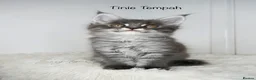 Maine Coon cats for sale: Only one stunning kitten left.  - Advert 9