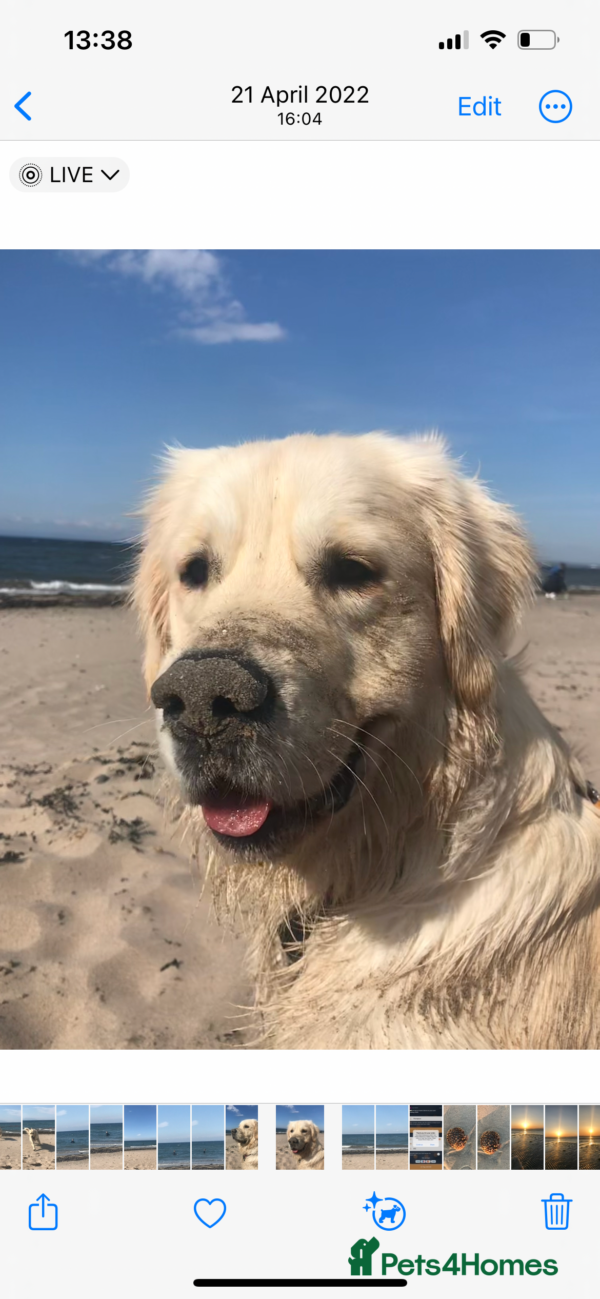 Golden Retriever dogs Golden retriever, 4 years old - Advert 17