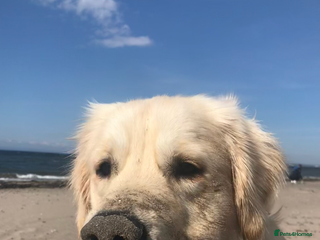 Golden Retriever dogs Golden retriever, 4 years old - Advert 17