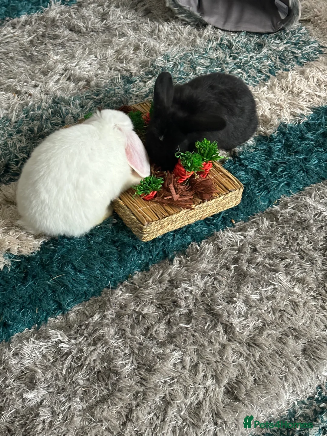 Mixed Breed rabbits for sale: 2 bonded rabbits brother and sister for new home - Advert 14