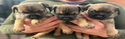 Border Terrier dogs for sale: Quality Border Terrier Puppies - Advert 8