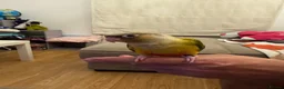Conures birds for sale: 2 Tamed baby conures for sale  - Advert 8