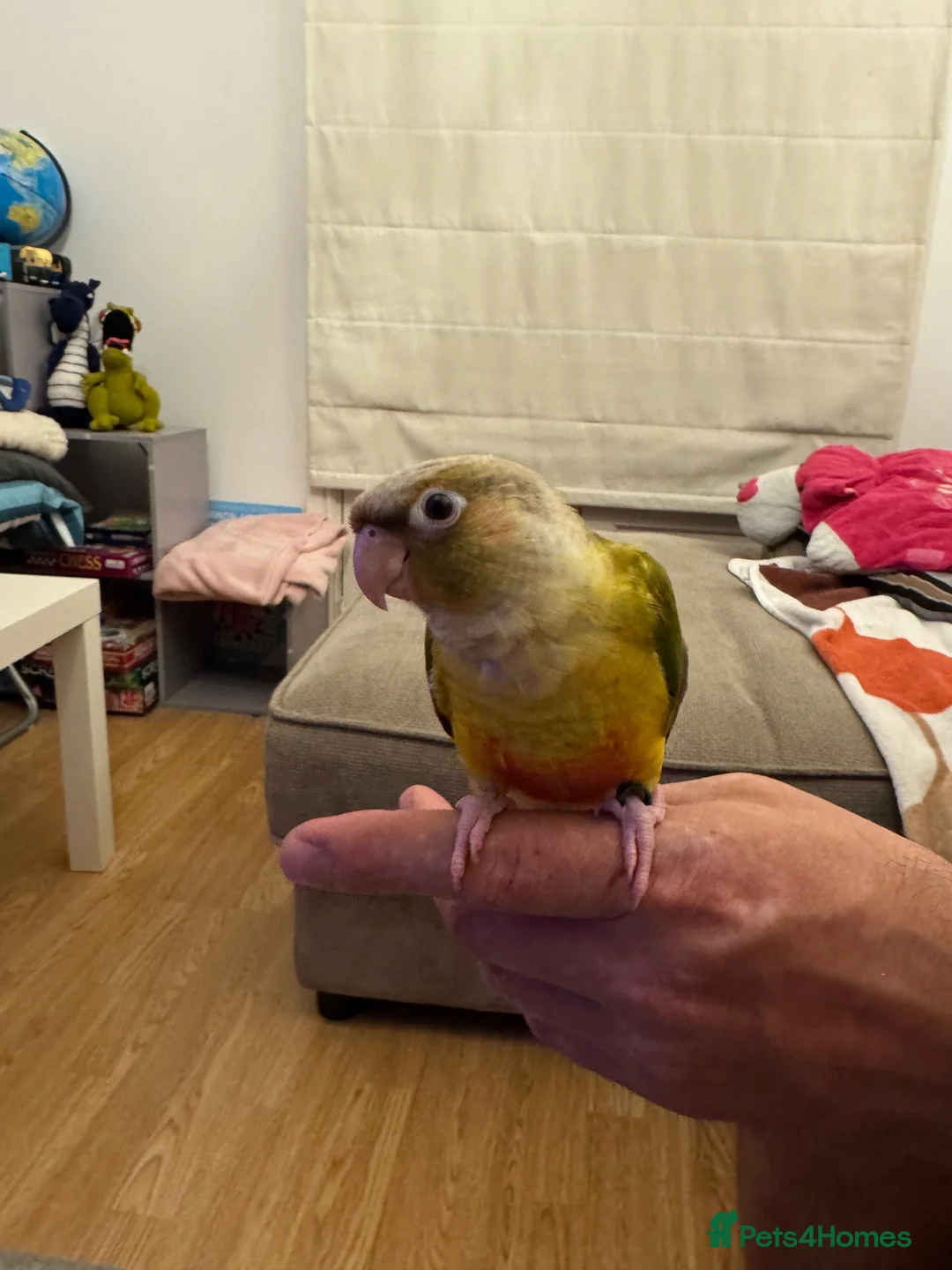 Conures birds for sale: 2 Tamed baby conures for sale  - Advert 8