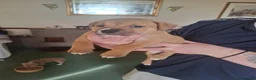 Staffordshire Bull Terrier dogs for sale: Staffordshire Bull Terrier  in Girvan - Advert 1