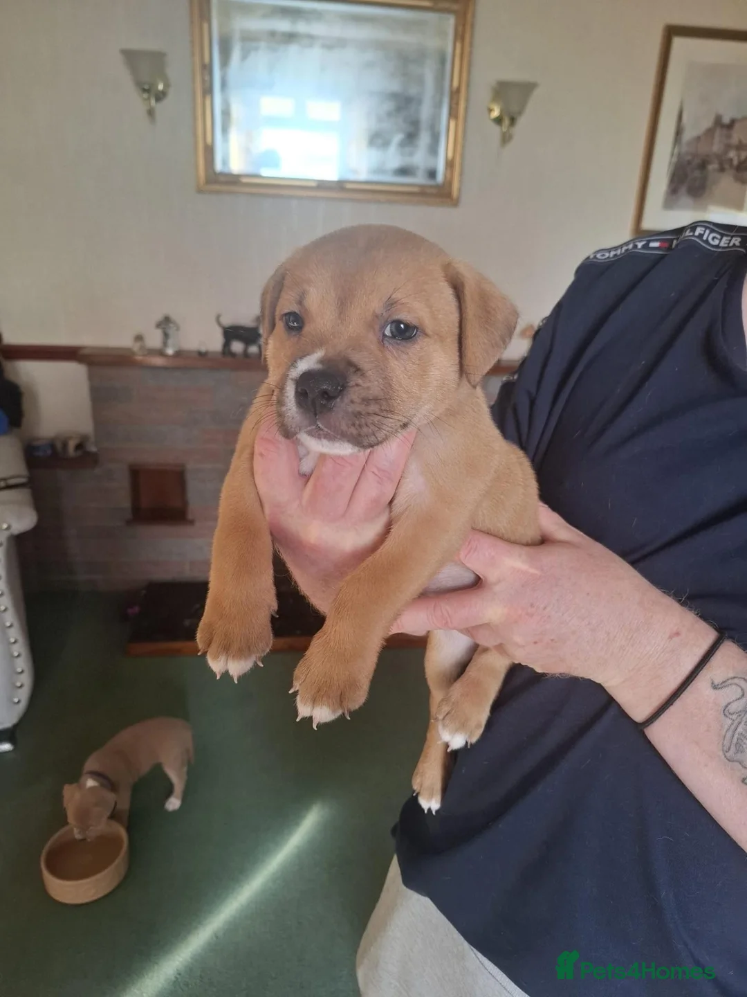 Staffordshire Bull Terrier dogs for sale: Staffordshire Bull Terrier  in Girvan - Advert 1