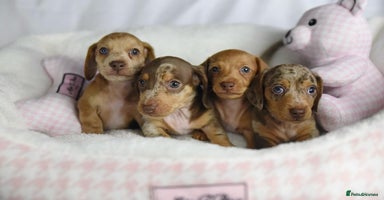 Miniature Dachshund dogs - Advert 10