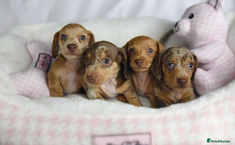 Miniature Dachshund dogs - Advert 3