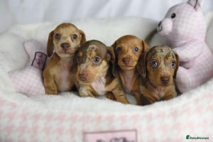 Miniature Dachshund dogs - Advert 10