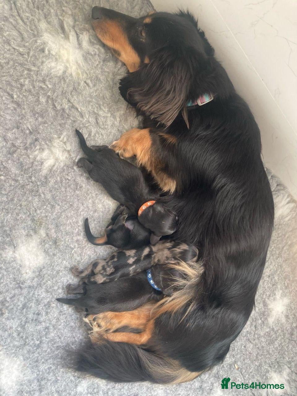 Miniature Dachshund dogs Adorable Puppies - Advert 1