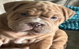 Mixed Breed dogs for sale: Bullpei  - Image 5