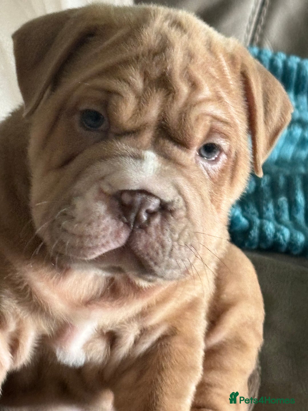Mixed Breed dogs for sale: Bullpei  - Image 5