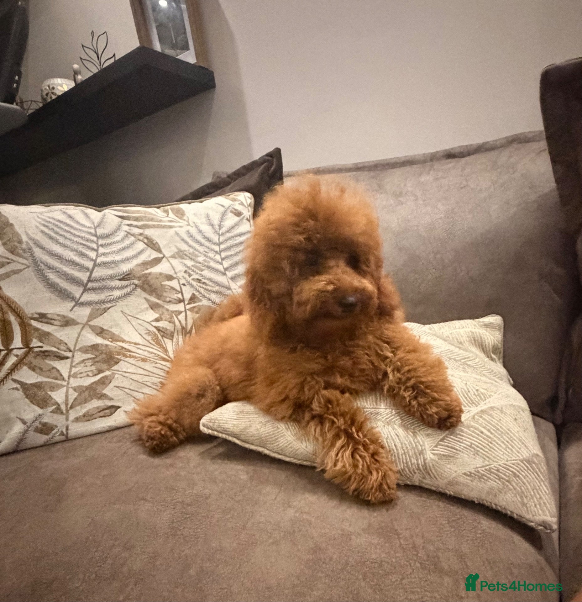Toy Poodle dogs for sale: 🐾KC Registered Male Red Toy Poodle Puppy 🐾 - Advert 2