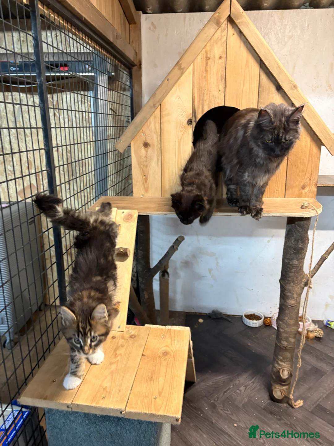 Maine Coon cats for sale: Stunning kittens  - Advert 2