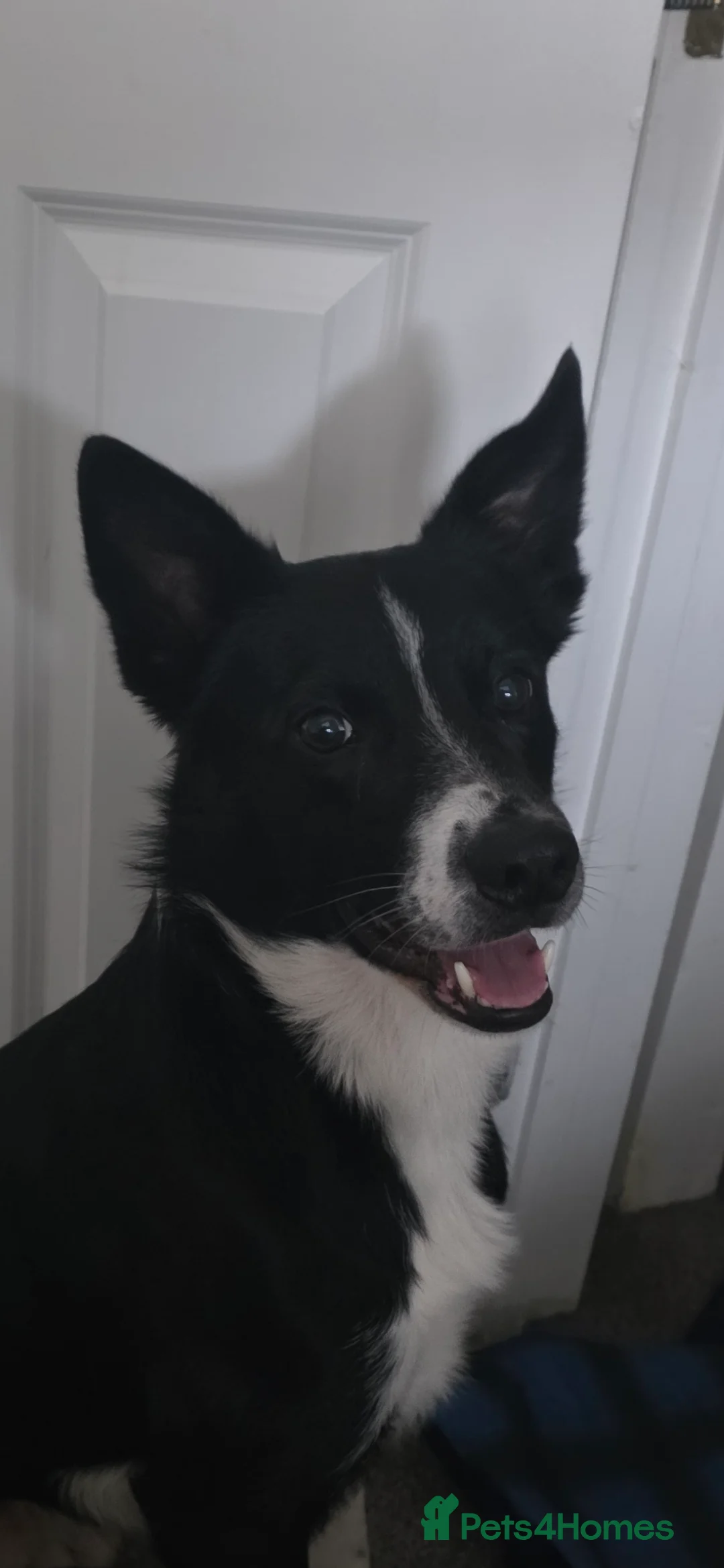 Border Collie dogs for sale: 3 year old Border Collie  - Advert 2