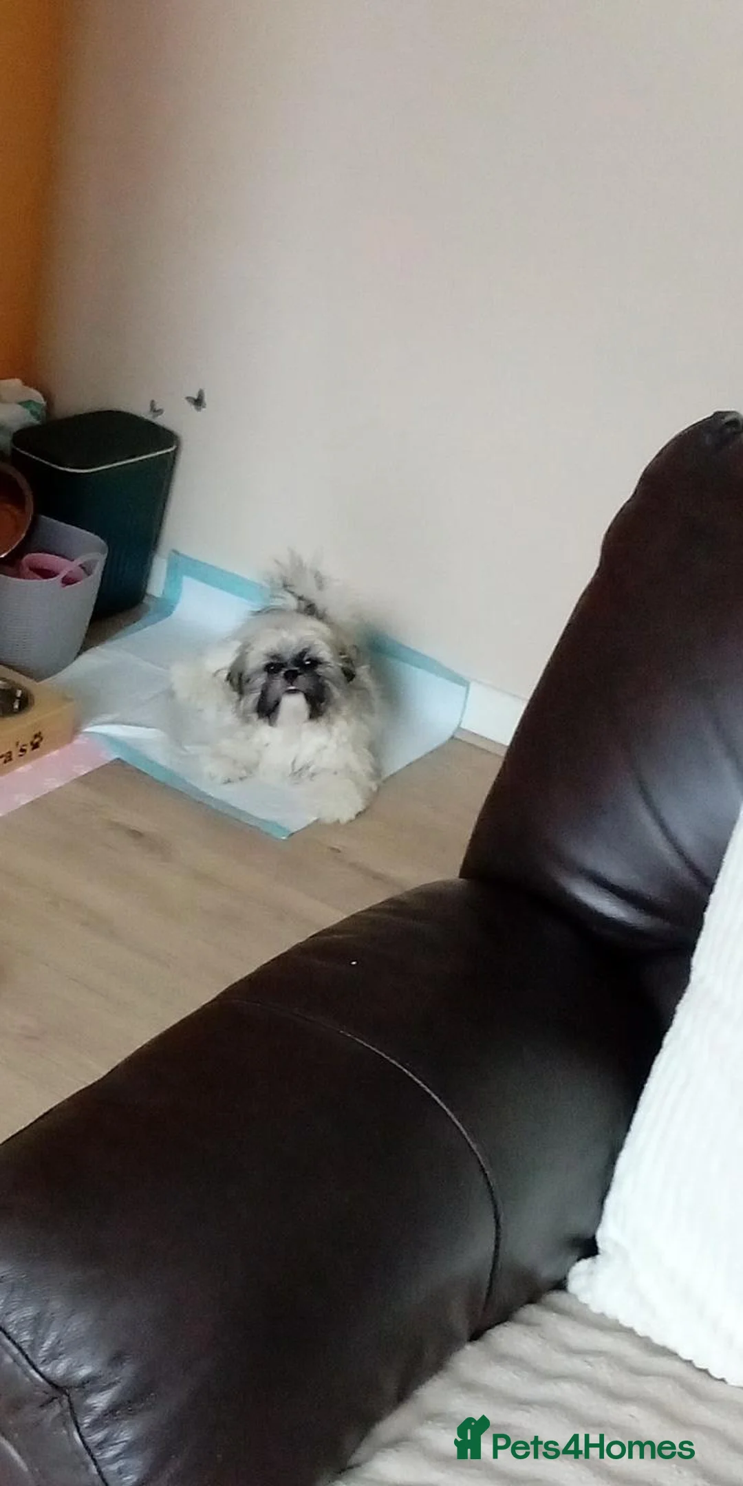 Shih Tzu dogs for sale: Female shih tzu 6 months old - Advert 2