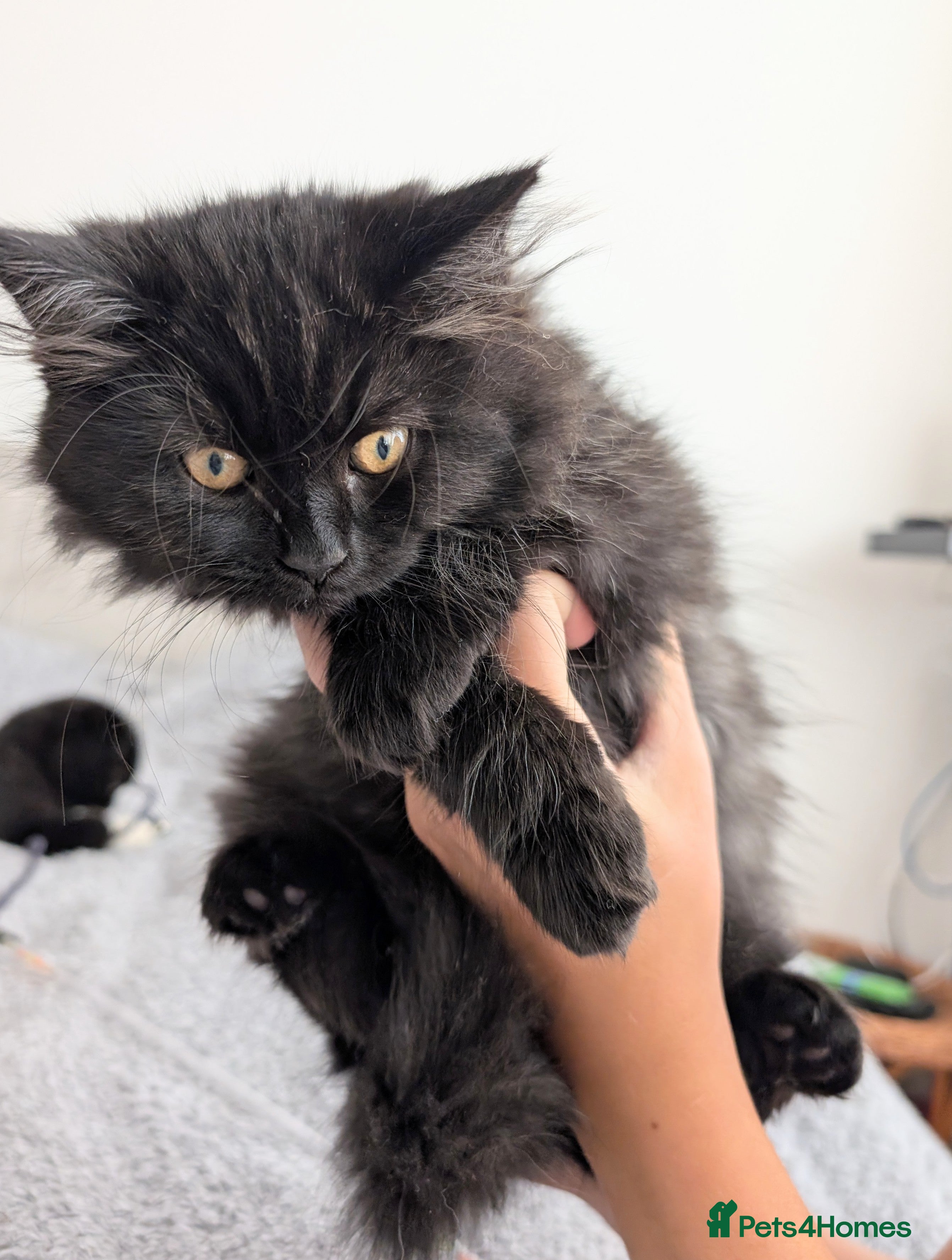 Scottish Fold cats Beautiful kittens are looking for a new home🥰✨ - Advert 18