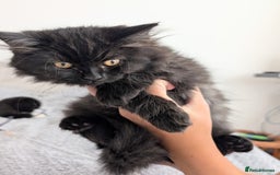 Scottish Fold cats for sale: Beautiful kittens are looking for a new home🥰✨ - Image 1