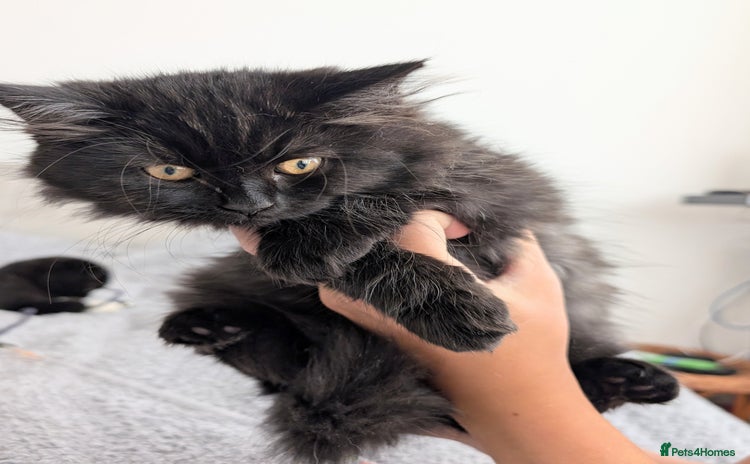Scottish Fold cats - Advert 1