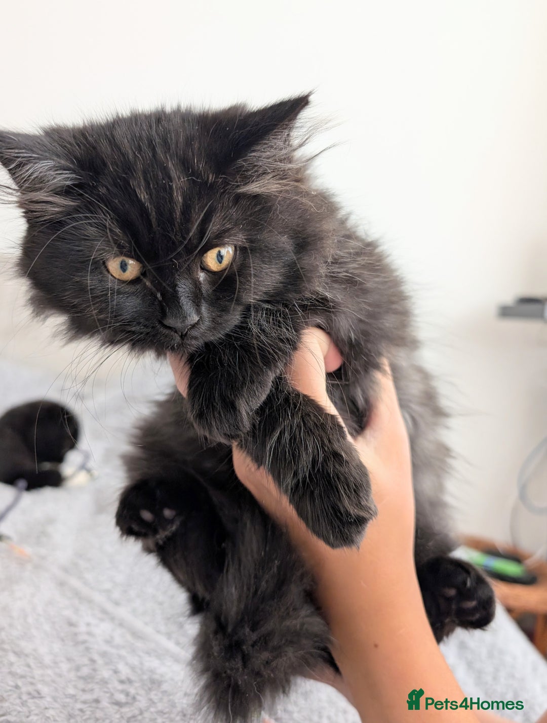 Scottish Fold cats for sale: Beautiful kittens are looking for a new home🥰✨ - Image 1
