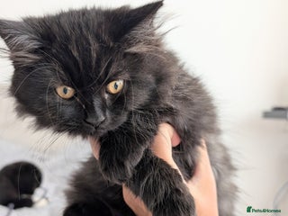 Scottish Fold cats - Advert 16