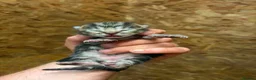 Mixed Breed cats for sale: OUTDOOR KITTENS - Advert 4