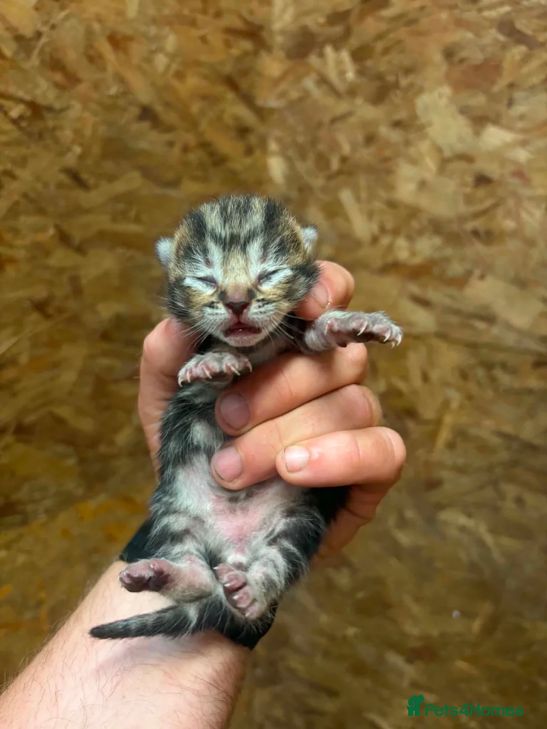 Mixed Breed cats for sale: OUTDOOR KITTENS - Advert 4