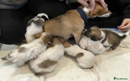 Mixed Breed dogs for sale: 2 stunning little chishi left out of a litter of 9 - Image 3
