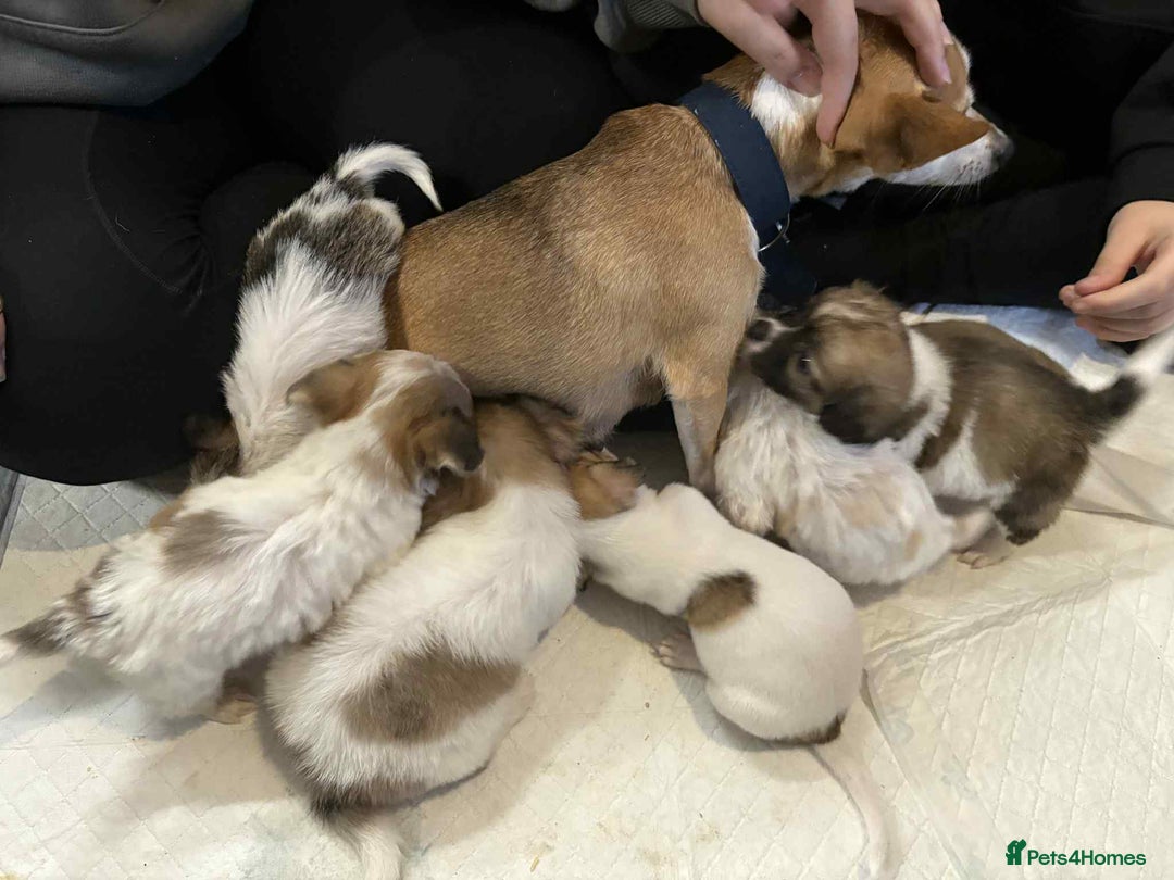Mixed Breed dogs for sale: 2 stunning little chishi left out of a litter of 9 - Image 3