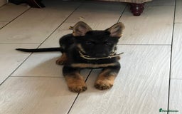 German Shepherd dogs for sale: 14 week old german shepherd puppy - Image 5