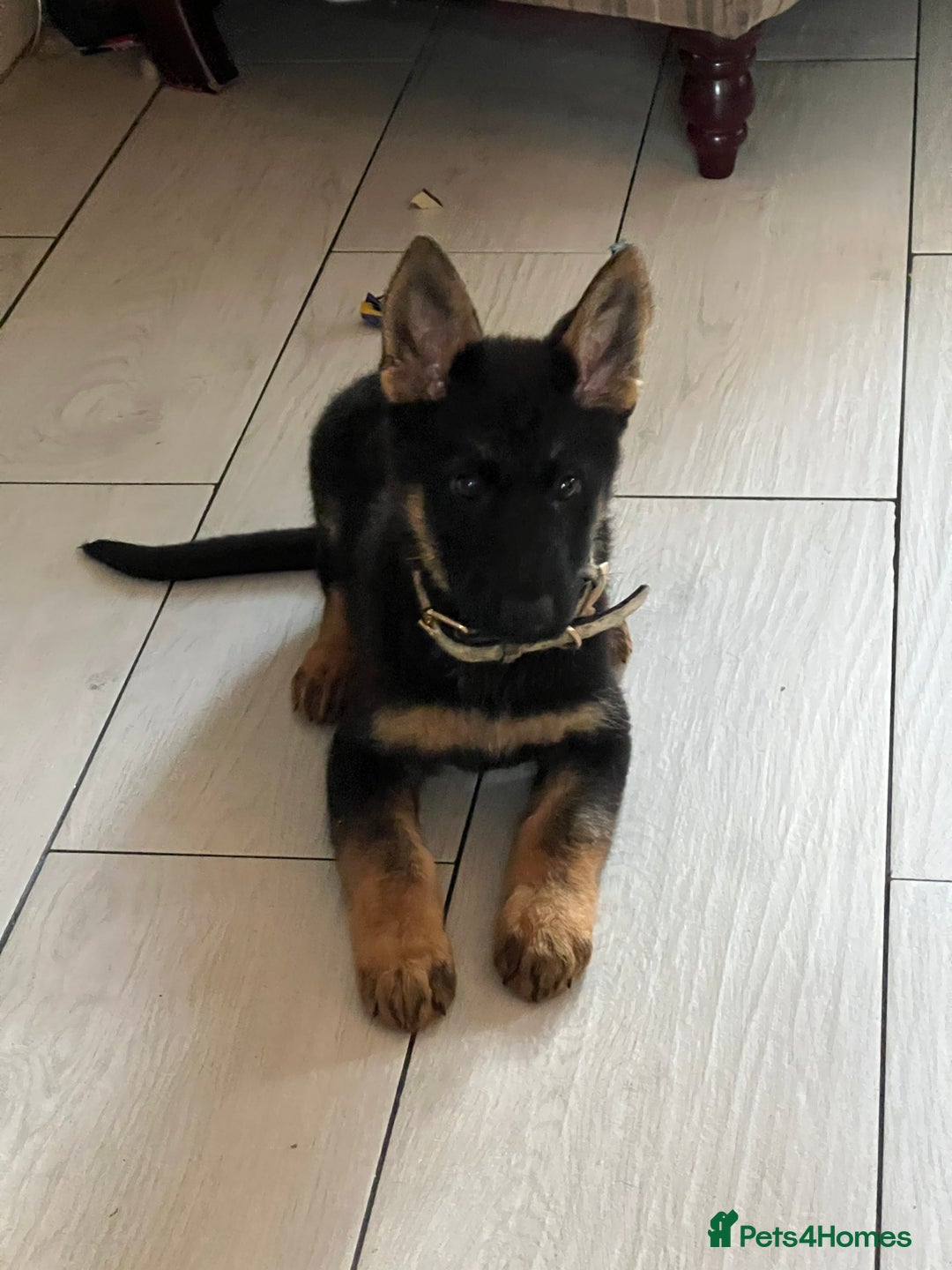 German Shepherd dogs for sale: 14 week old german shepherd puppy - Image 5