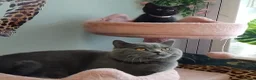 British Shorthair cats for stud: Active GCCF British Shorthair Stud  - Advert 10