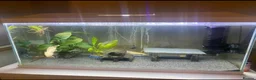 Axolotl reptiles for sale: Male and Female axolotls FULL TANK SETUP - Advert 1