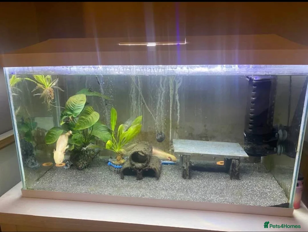 Axolotl reptiles for sale: Male and Female axolotls FULL TANK SETUP - Advert 1