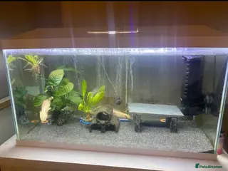 Axolotl reptiles Male and Female axolotls FULL TANK SETUP - Advert 1