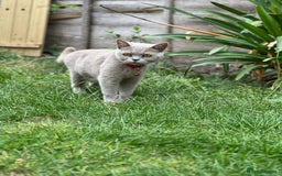 British Shorthair cats for sale: Lilac British short hair  - Image 1