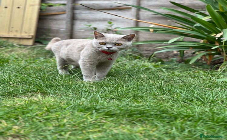 British Shorthair cats for sale - Advert 1