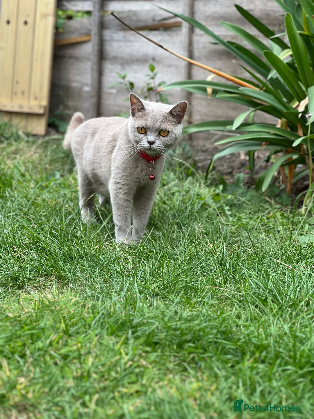 British Shorthair cats for sale: Lilac British short hair  - Image 1