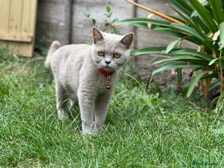 British Shorthair cats - Advert 35